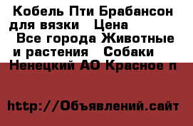 Кобель Пти Брабансон для вязки › Цена ­ 30 000 - Все города Животные и растения » Собаки   . Ненецкий АО,Красное п.